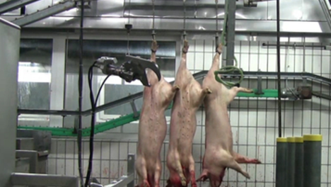 Foto.Peta.png